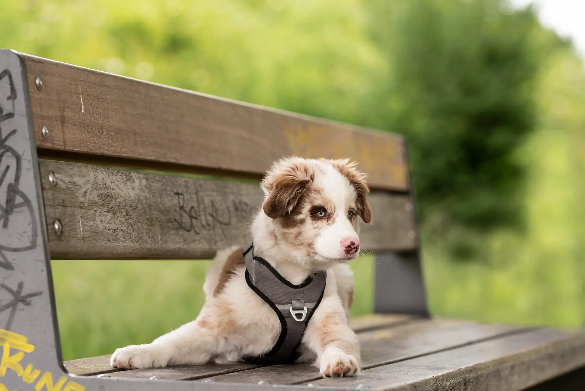 fashion harness dog